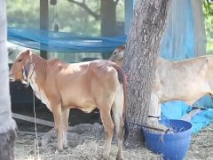 Hứng Tình Nên Tìm Trai Thẳng Về Giã Nát Cúc Hoa